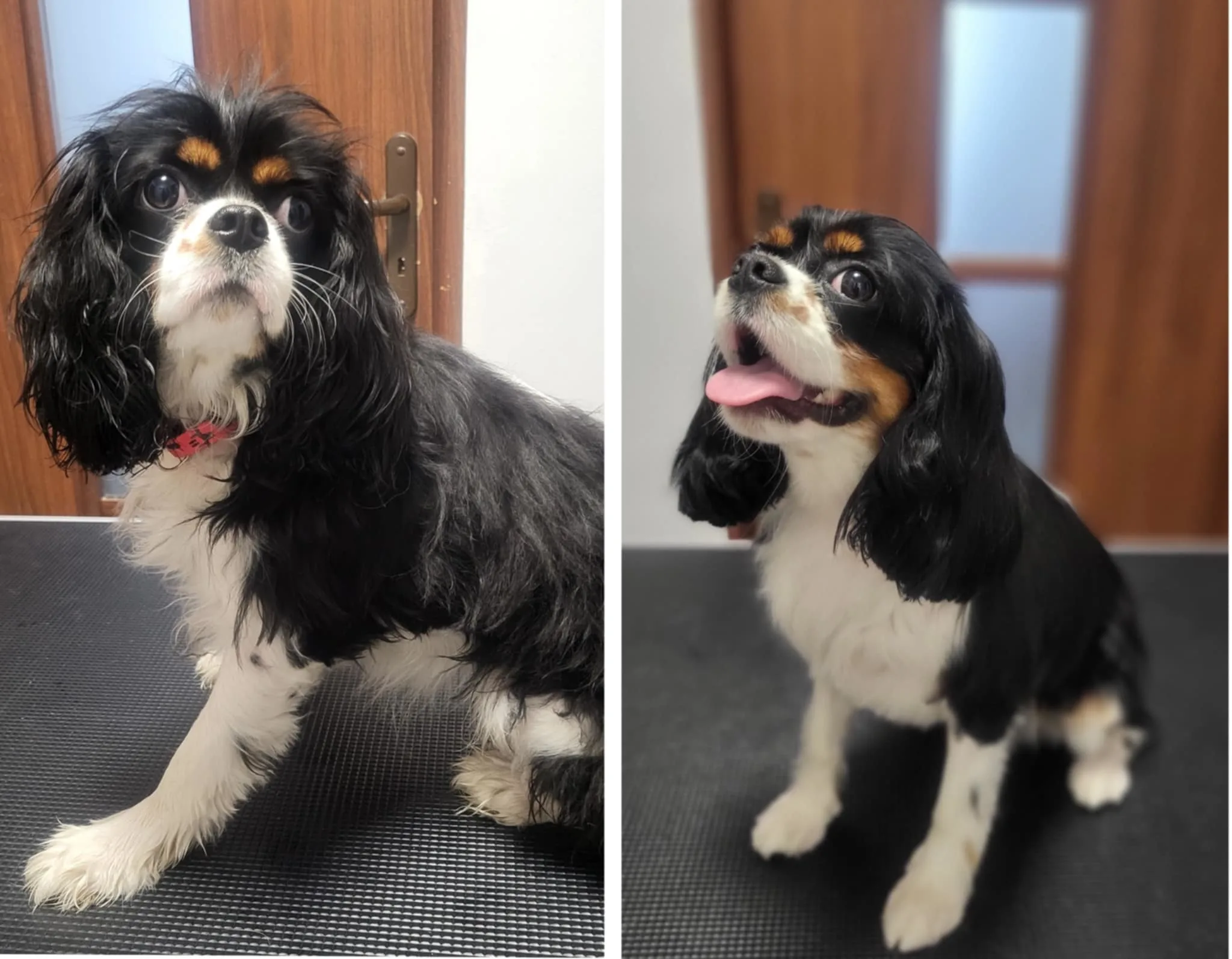 Cavalier king charles spaniel „przed i po”