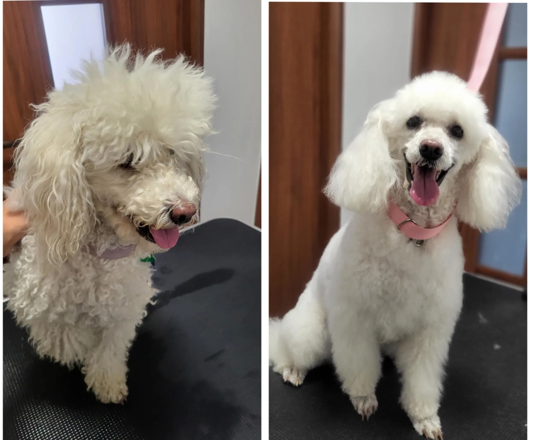 Pudel „przed i po”