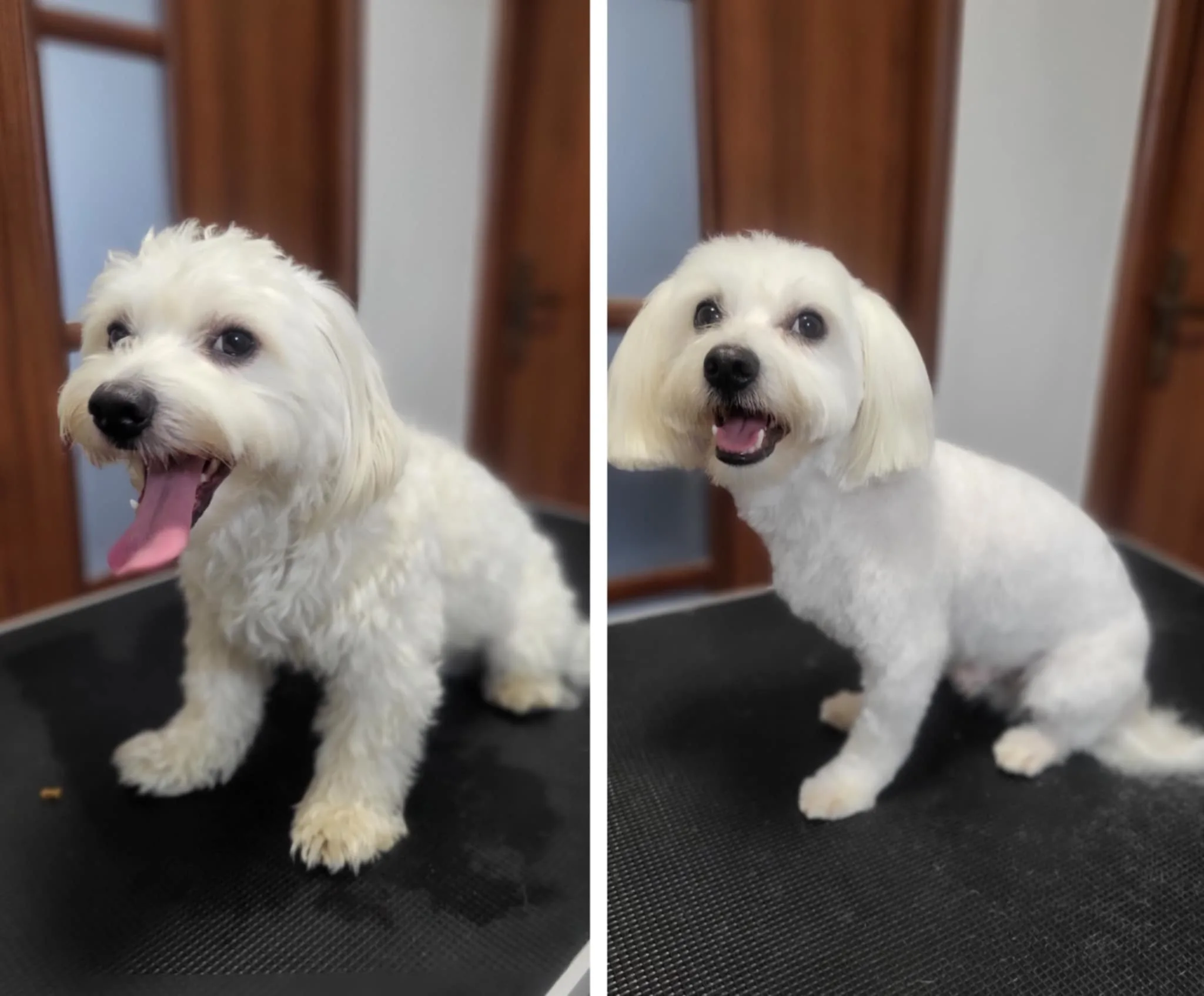 Maltańczyk „przed i po”